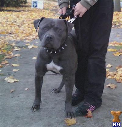 Dogs for Sale in OH
