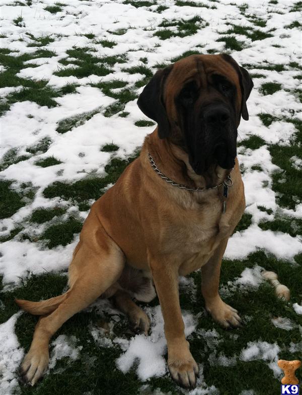 Stud Dogs - Mastiff