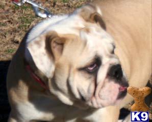 Dogs - English Bulldog