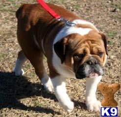 Dogs - English Bulldog