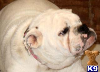 Dogs - English Bulldog