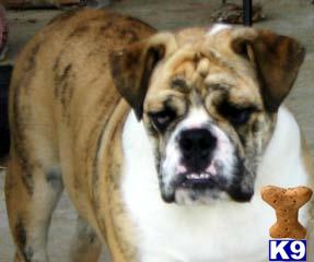 Dogs for Sale in TX