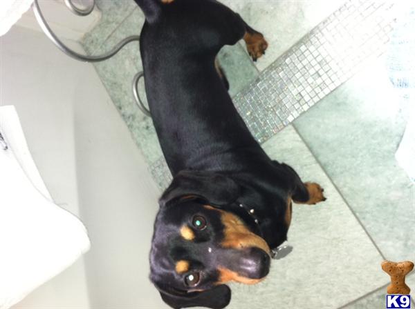 Stud Dogs - Dachshund