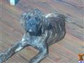 American Bandogge Mastiff