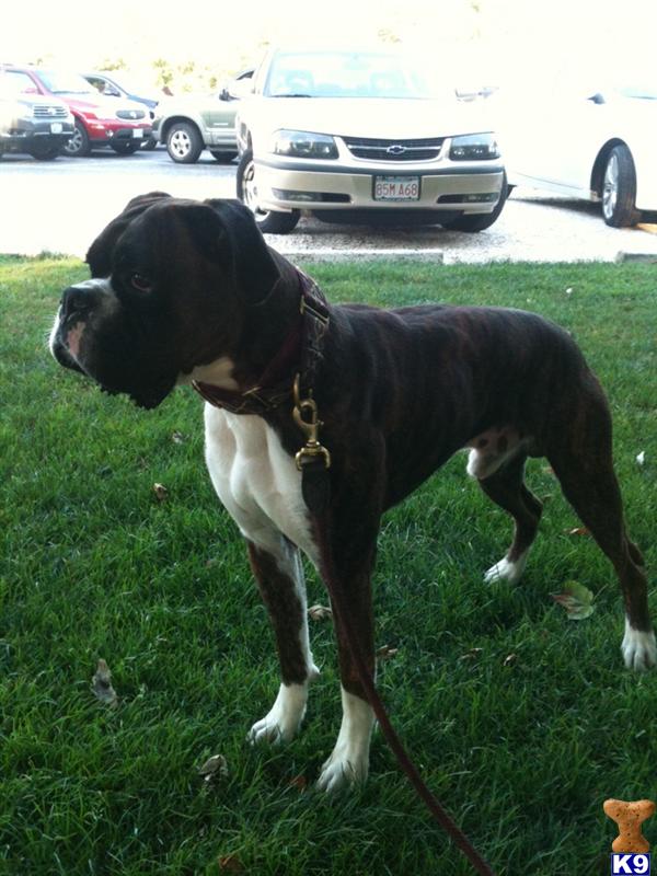 Stud Dogs in RI