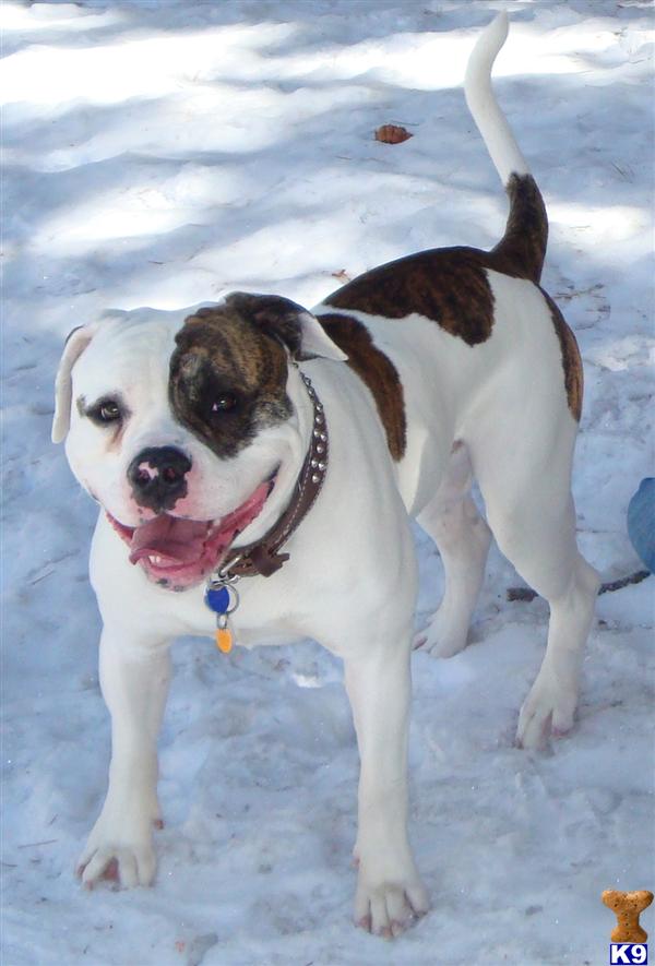 Stud Dogs - American Bulldog