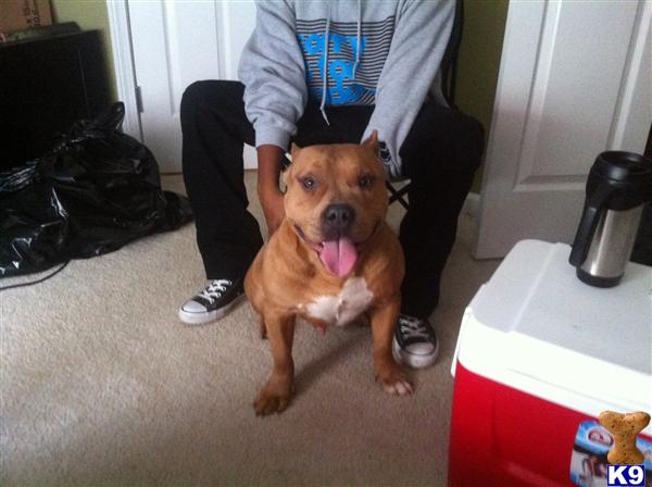 Stud Dogs - American Pit Bull