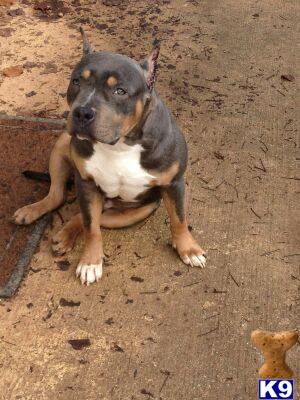 Stud Dogs - American Pit Bull