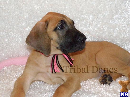 Great Dane Puppies in TX