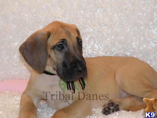 Great Dane Puppies in TX