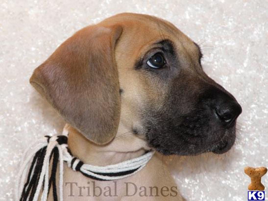 Great Dane Puppies in TX
