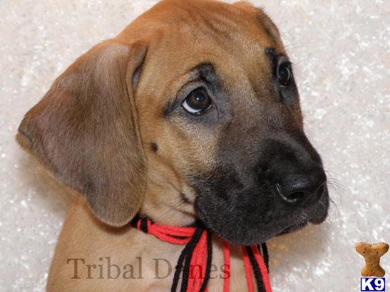 Great Dane Puppies in TX