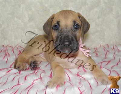Great Dane Puppies for Sale