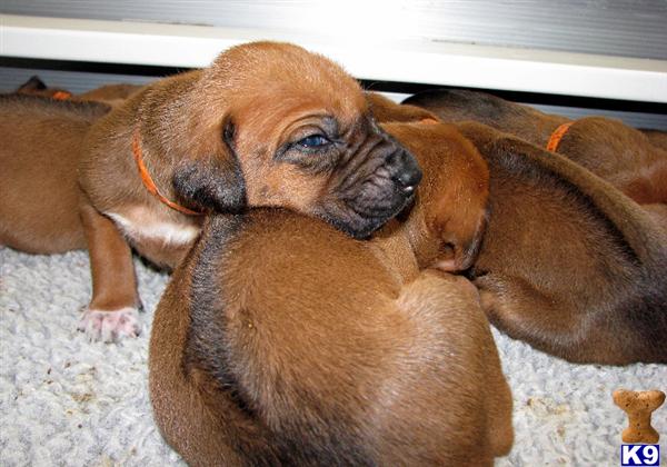 rhodesian ridgeback puppy. Rhodesian Ridgeback Puppies