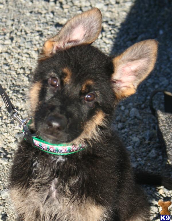 Puppies in NV