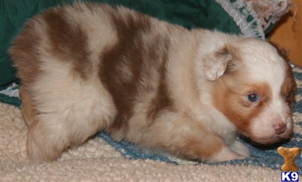 Australian Shepherd Puppies