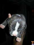 Bulldog