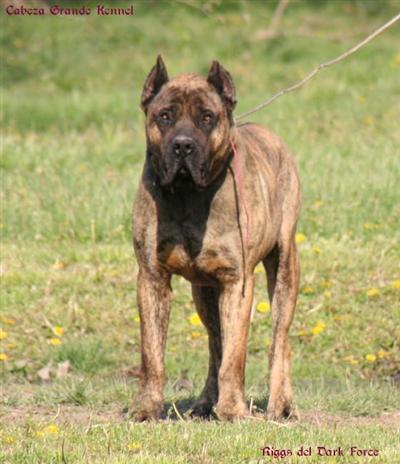 American Bandogge Mastiff Puppies in MI