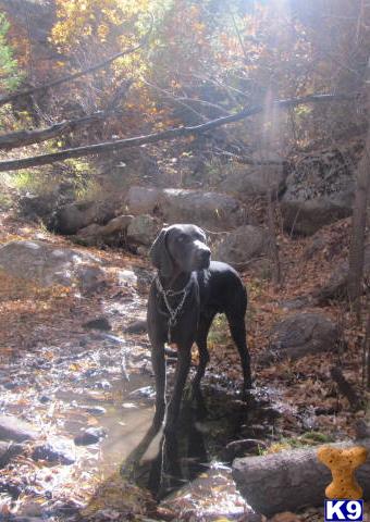 Stud Dogs - Weimaraner