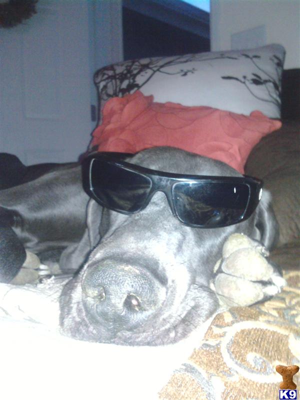 Stud Dogs - Weimaraner