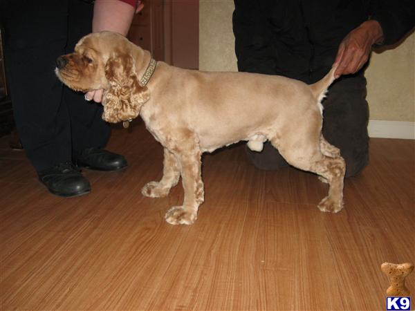 Stud Dogs - American Cocker Spaniel