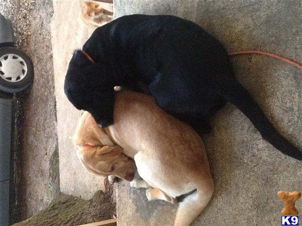 Stud Dogs - Labrador Retriever