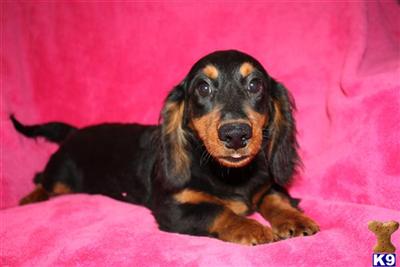 Dachshund Puppies for Sale