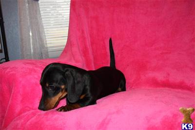 Dachshund Puppies for Sale