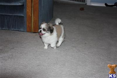 Pekingese Puppies for Sale