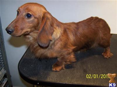 Dachshund Puppies for Sale