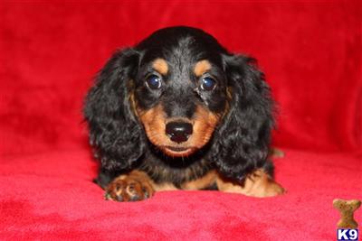 Dachshund Puppies for Sale