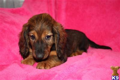 Dachshund Puppies for Sale