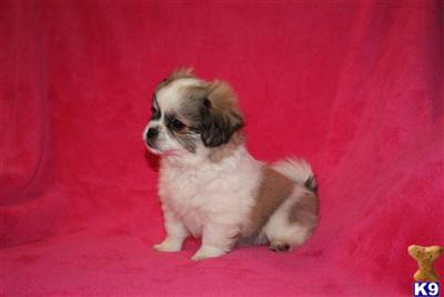 Pekingese Puppies for Sale