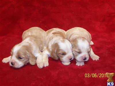 Cavalier King Charles Spaniel Puppies for Sale