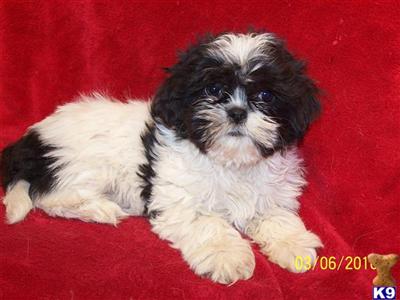 Shih Tzu Puppies for Sale