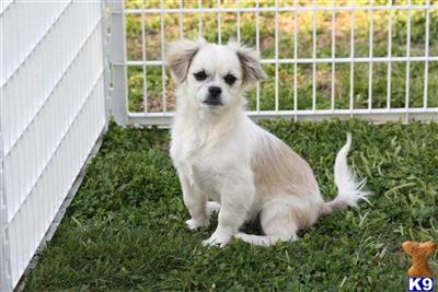 Pekingese Puppies