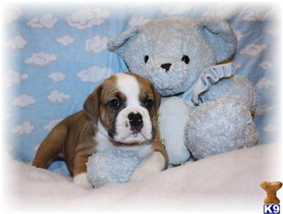Puppies in MA