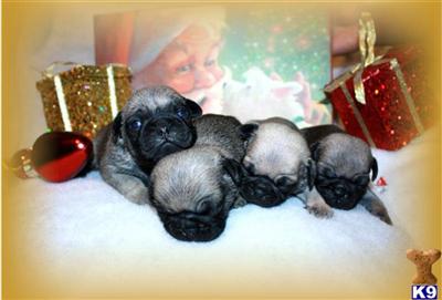 Puppies in MA