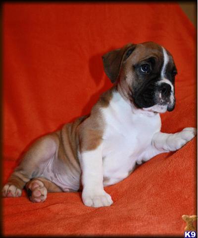 Puppies in MA