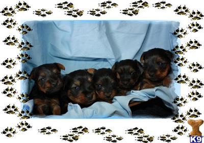 Silky Terrier Puppies for Sale