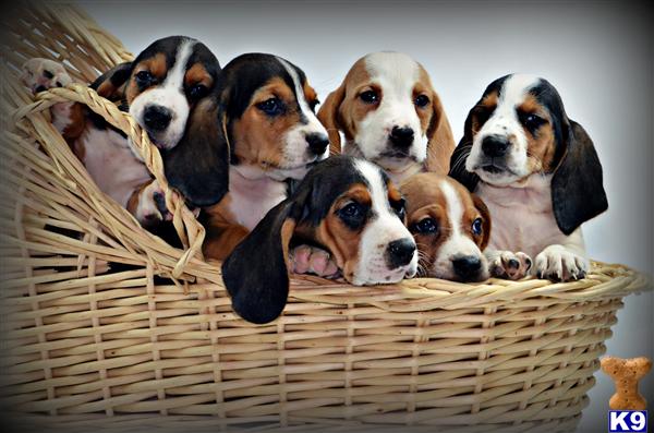 Puppies in MA