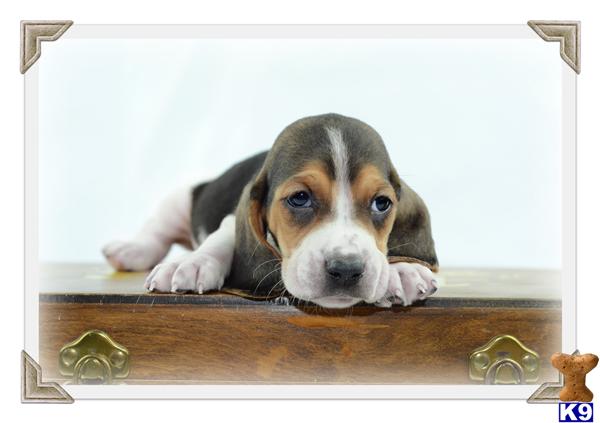 basset hound puppies for sale in arkansas basset hound puppies for sale in arkansas basset hound puppies for sale in arkansas basset hound puppies for sale in arkansas