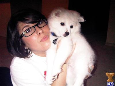 American Eskimo Dog Puppies for Sale