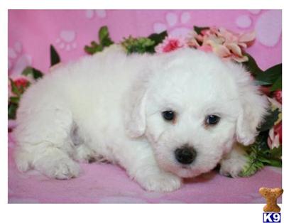 Bichon Frise Puppies