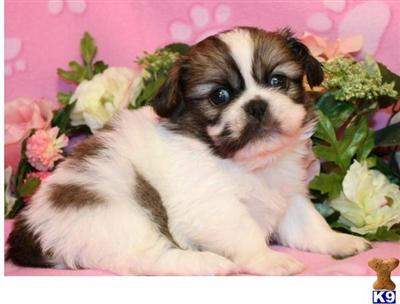 Pekingese Puppies
