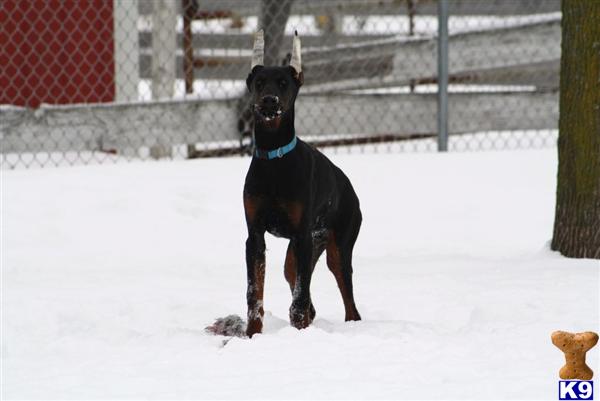 Dogs - Doberman Pinscher