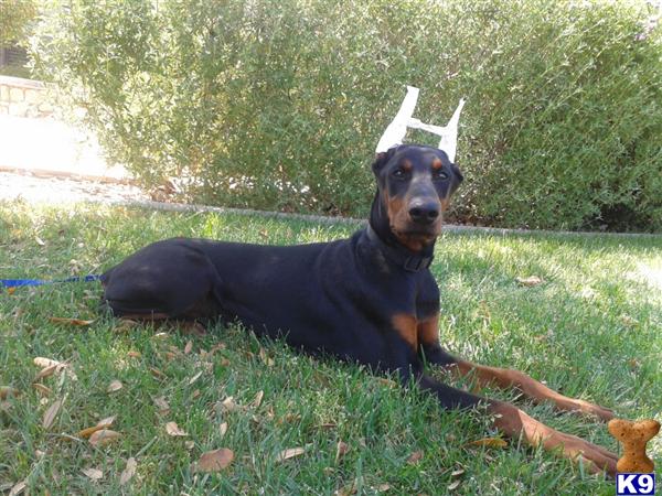 Dogs for Sale