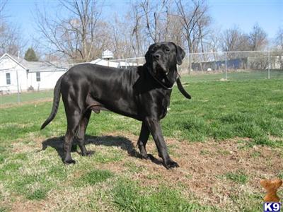 Fila Brasileiro Puppies for Sale