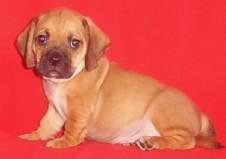 Puppies in Bayside