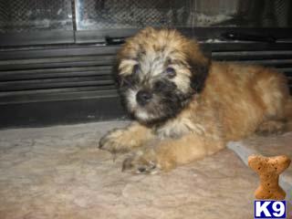 Soft Coated Wheaten Terrier Puppies for Sale
